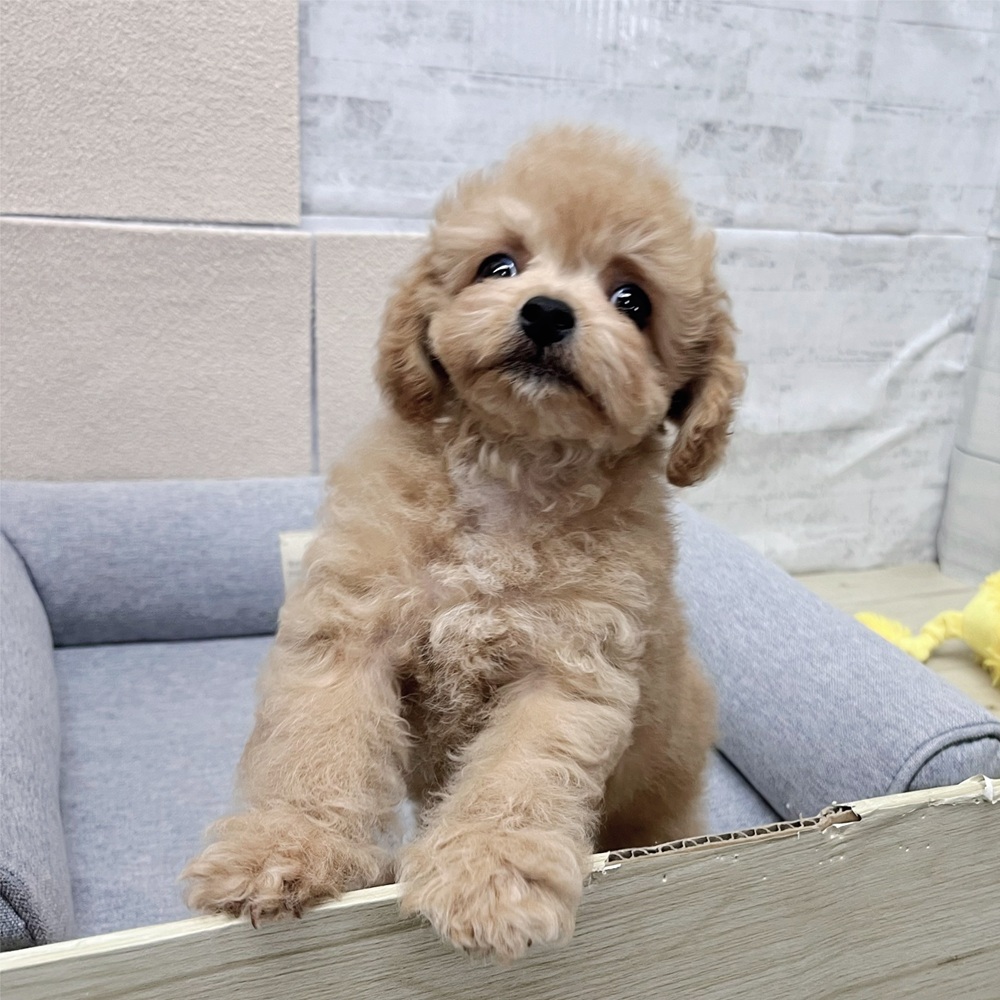 長野県のチワプー/プーチー(チワワ×プードル) (犬の家＆猫の里塩尻店/2026年1月12日生まれ/男の子/アプリコットホワイト)の子犬の2枚目の画像