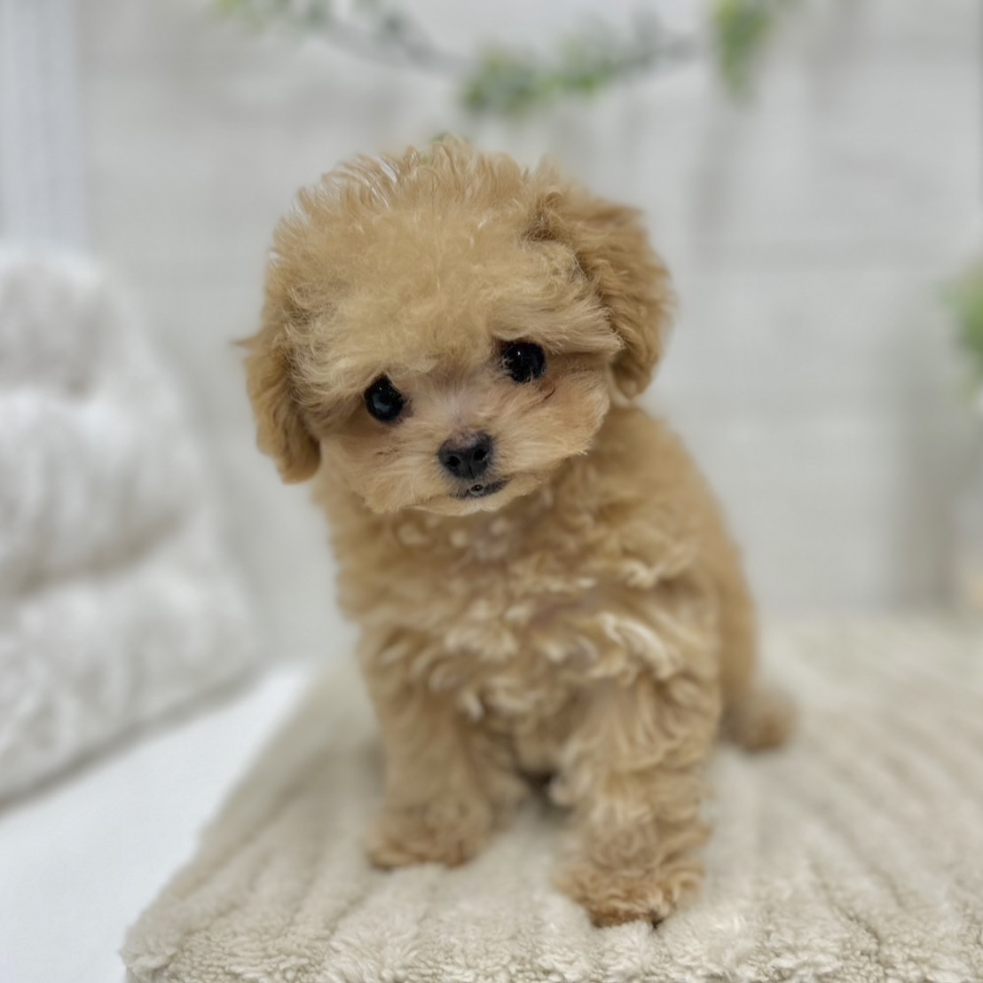 神奈川県のチワプー/プーチー(チワワ×プードル) (犬の家＆猫の里相模原店/2026年1月12日生まれ/女の子/アプリコット)の子犬の2枚目の画像