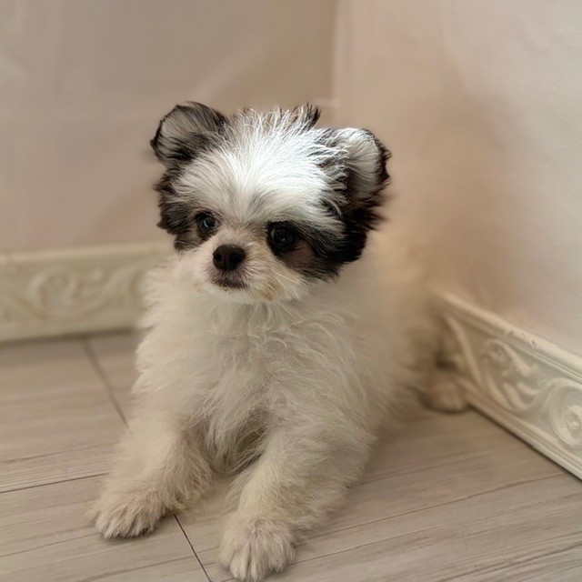 愛知県のチワマル/マルチワ(チワワ×マルチーズ) (犬の家＆猫の里春日井本店/2026年1月12日生まれ/女の子/ホワイトブラックタン)の子犬の2枚目の画像