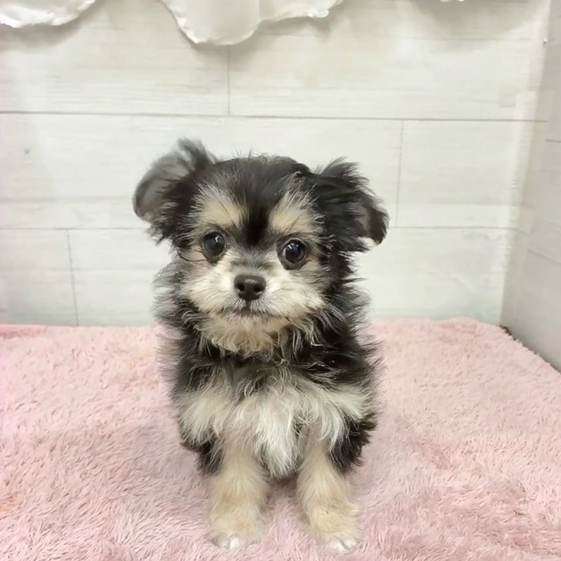 愛知県のチワマル/マルチワ(チワワ×マルチーズ) (犬の家＆猫の里碧南店/2026年1月12日生まれ/女の子/ブラッククリーム)の子犬の2枚目の画像