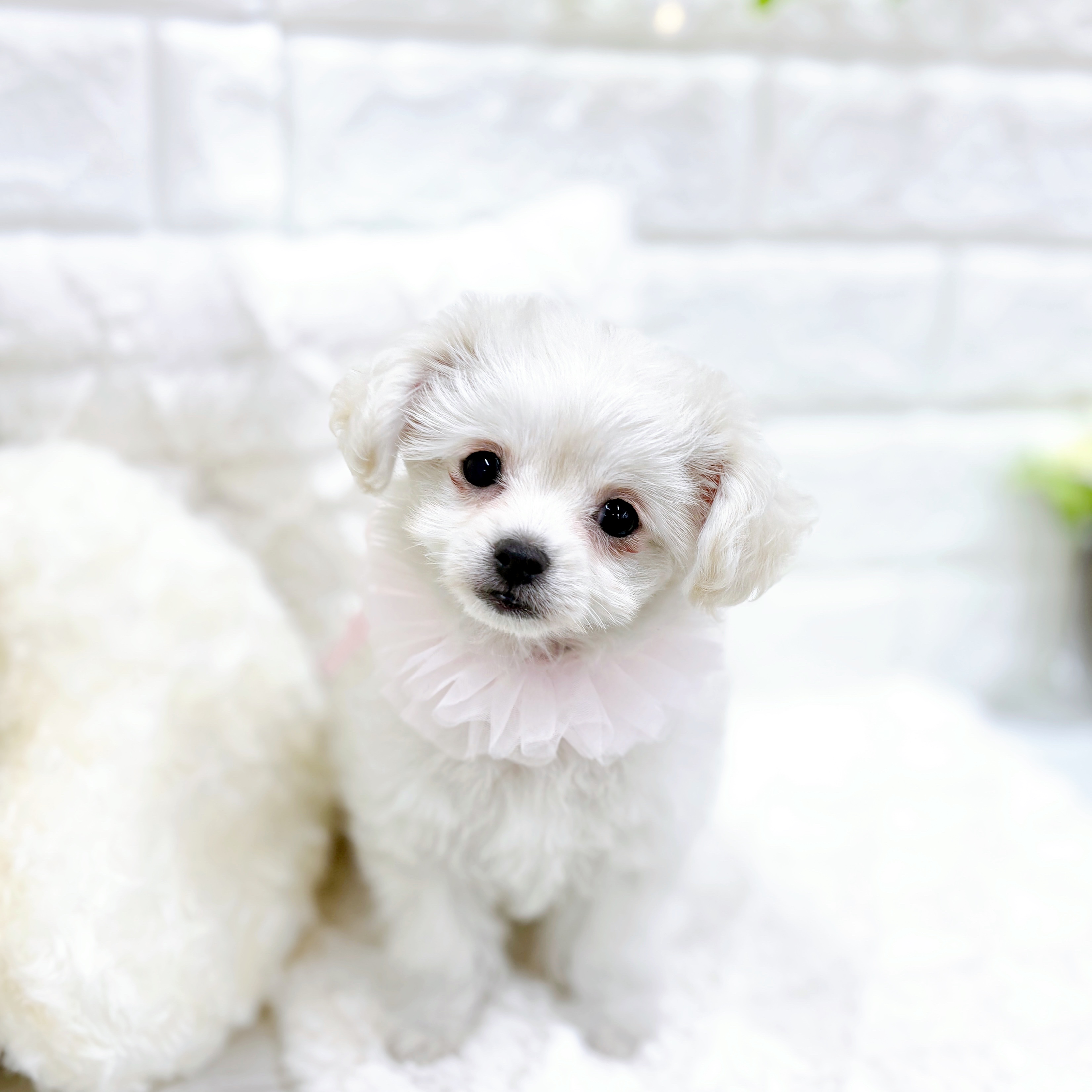 福井県のチワプー/プーチー(チワワ×プードル) (犬の家＆猫の里アミーゴ福井店/2026年1月14日生まれ/女の子/クリーム)の子犬の2枚目の画像