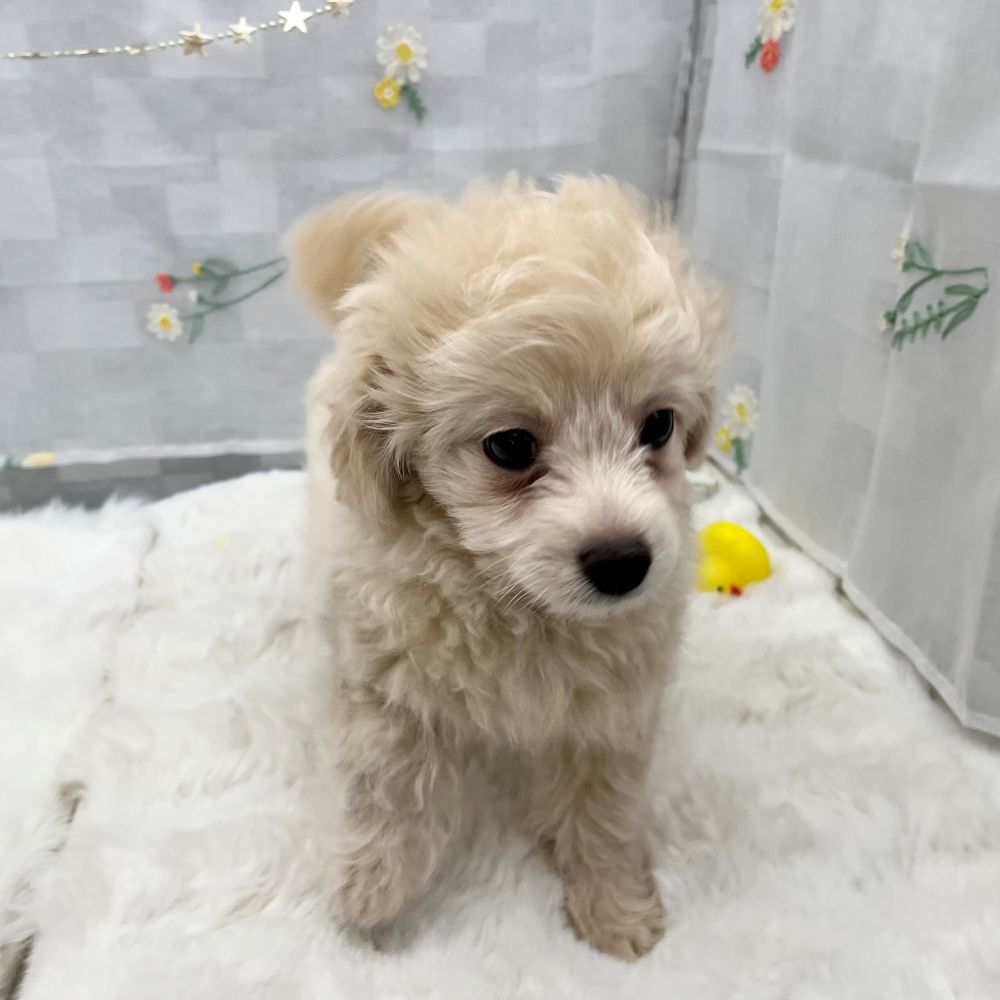 静岡県のチワプー/プーチー(チワワ×プードル) (犬の家＆猫の里MEGAドン・キホーテ袋井店/2026年1月14日生まれ/男の子/クリーム)の子犬の2枚目の画像