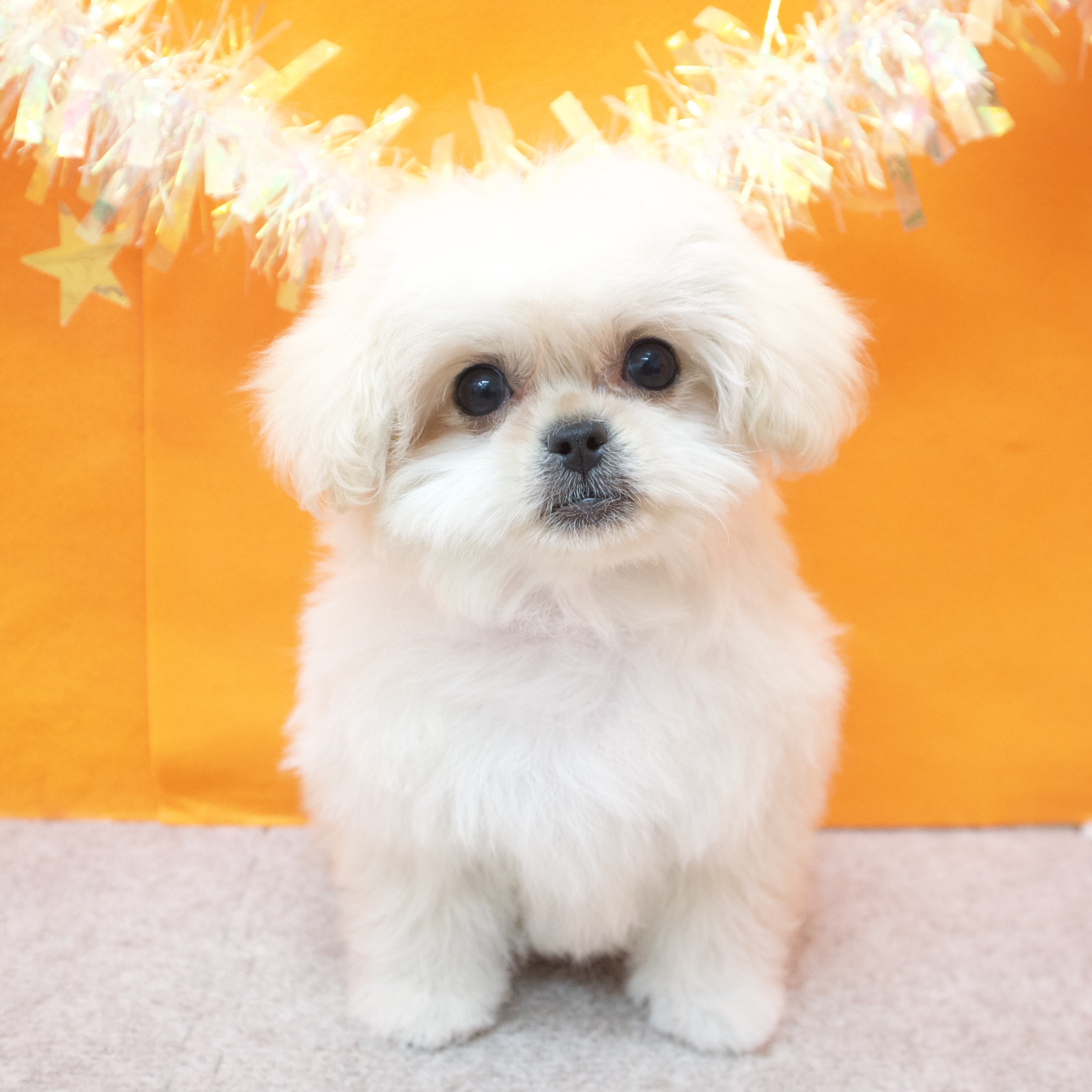大阪府のペキプー(ペキニーズ×プードル) (犬の家＆猫の里吹田店/2026年1月6日生まれ/女の子/クリーム)の子犬の1枚目の画像