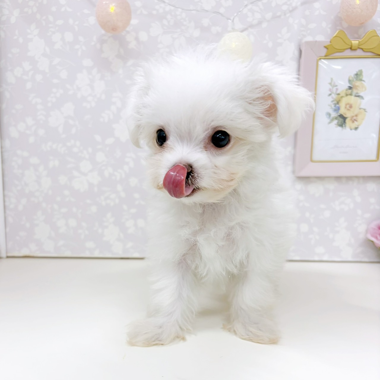 富山県のチワマル/マルチワ(チワワ×マルチーズ) (犬の家＆猫の里アミーゴ高岡蓮花寺店/2026年1月11日生まれ/女の子/クリームホワイト)の子犬の2枚目の画像