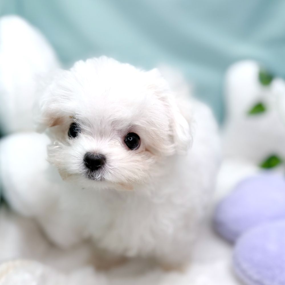 愛知県のチワマル/マルチワ(チワワ×マルチーズ) (犬の家＆猫の里愛知刈谷店/2026年1月11日生まれ/女の子/クリームホワイト)の子犬の2枚目の画像