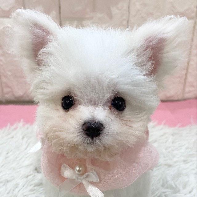 岡山県のチワマル/マルチワ(チワワ×マルチーズ) (犬の家＆猫の里倉敷店/2026年1月11日生まれ/女の子/クリームホワイト)の子犬の1枚目の画像