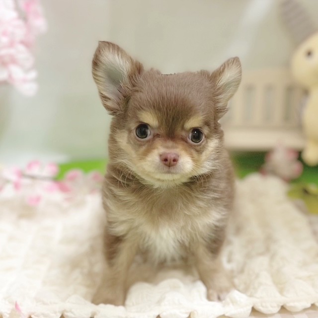 静岡県のチワワ(ロング) (犬の家＆猫の里藤枝店/2026年1月16日生まれ/男の子/チョコレートタン)の子犬の2枚目の画像