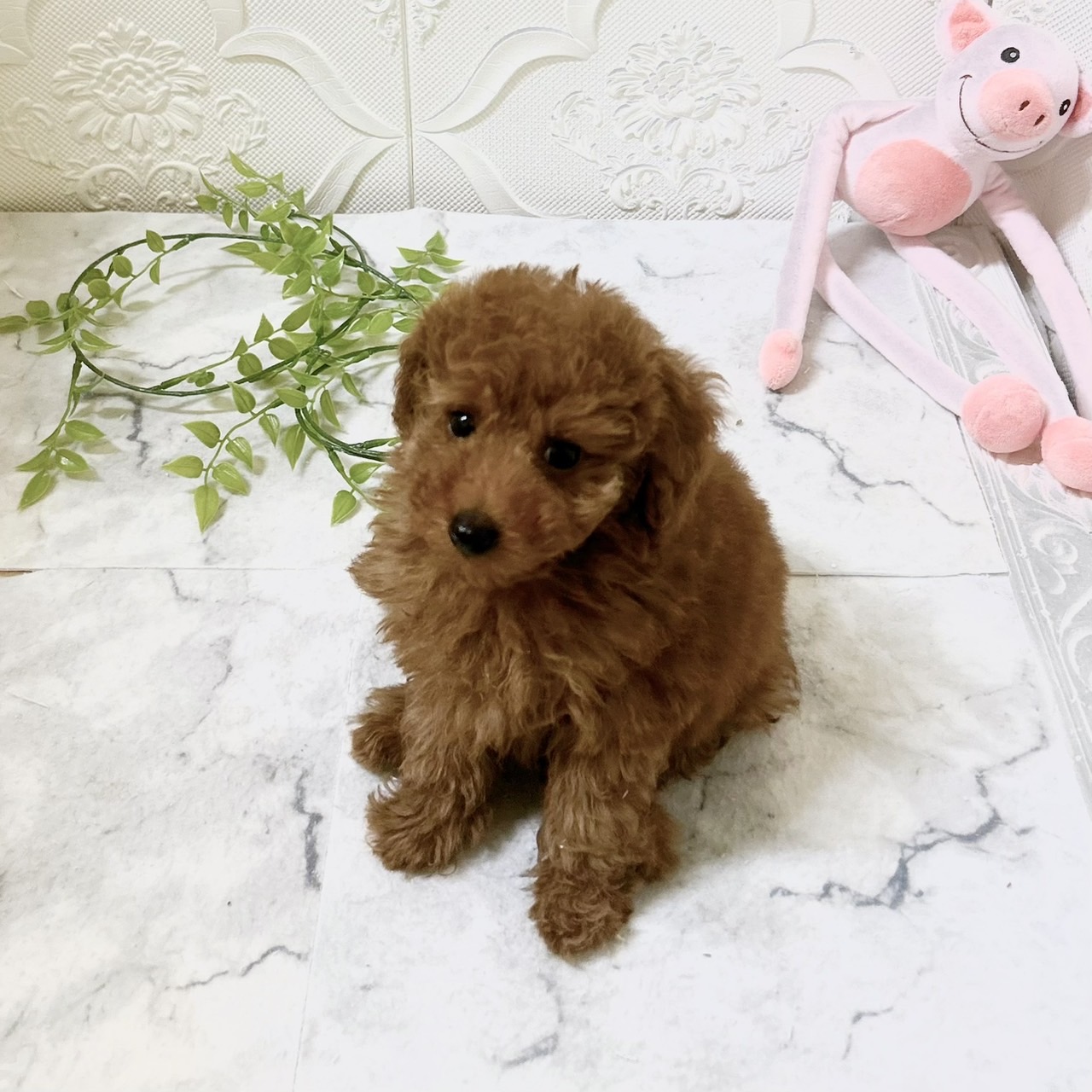 愛知県のトイプードル(トイ) (犬の家＆猫の里岡崎店/2026年1月17日生まれ/男の子/レッドフォーン)の子犬の2枚目の画像