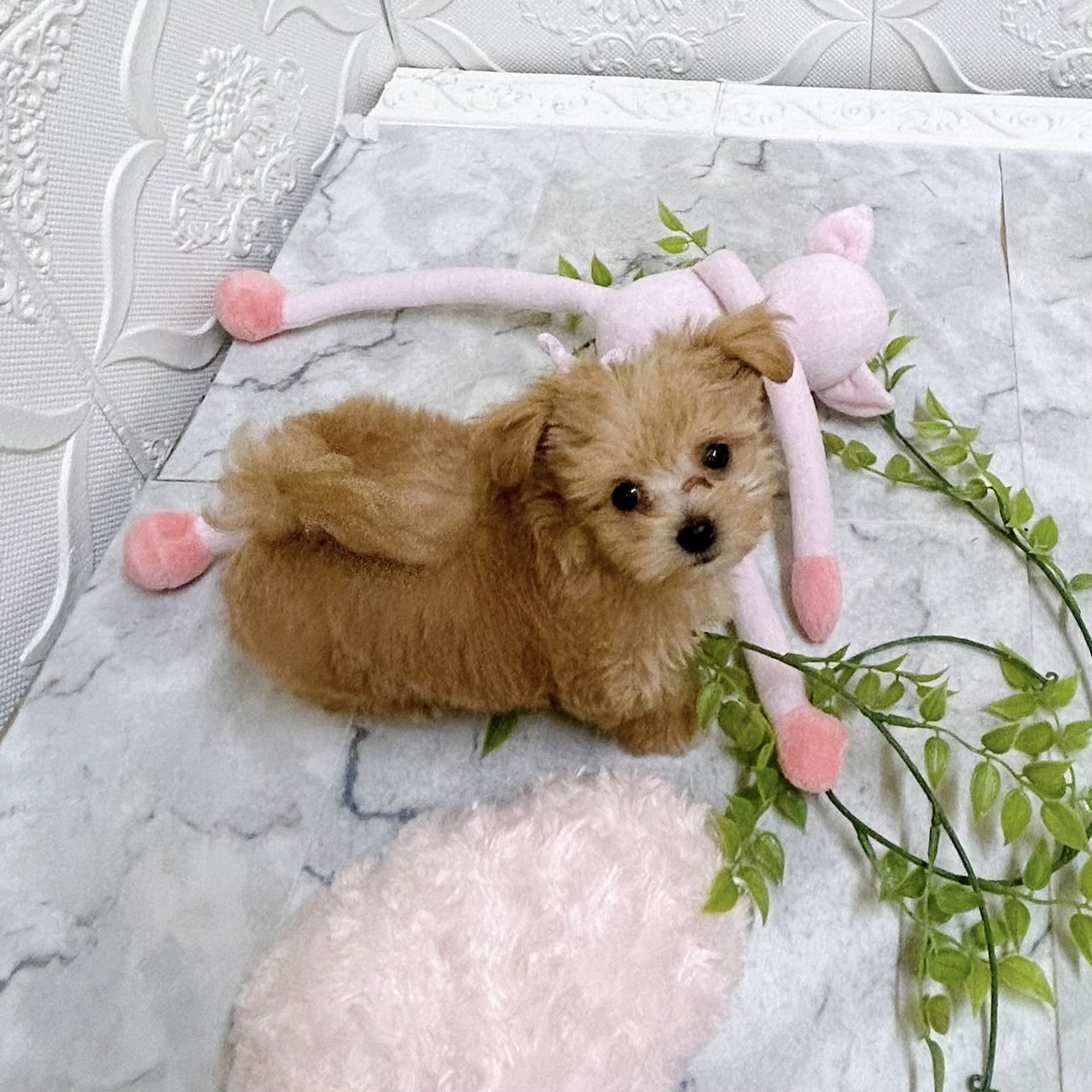 愛知県のマルプー(マルチーズ×プードル) (犬の家＆猫の里岡崎店/2026年1月17日生まれ/男の子/アプリコット)の子犬の2枚目の画像