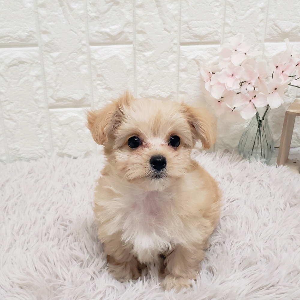 岡山県のマルプー(マルチーズ×プードル) (犬の家＆猫の里岡山店/2026年1月17日生まれ/男の子/アプリコット)の子犬の2枚目の画像