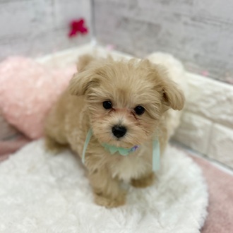 静岡県のマルプー(マルチーズ×プードル) (犬の家＆猫の里プレ葉ウォーク浜北店/2026年1月17日生まれ/男の子/クリーム)の子犬の2枚目の画像