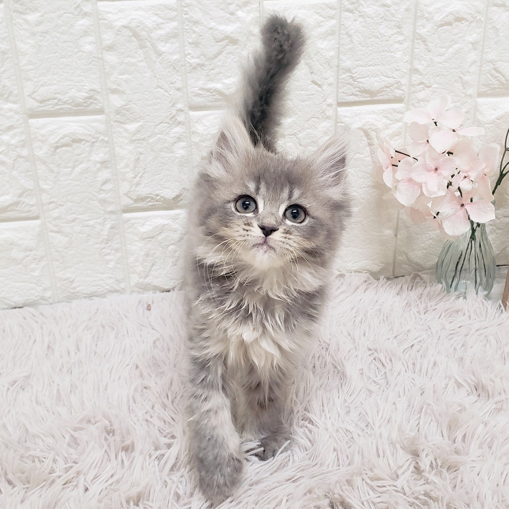 岡山県のミヌエット (犬の家＆猫の里岡山店/2026年1月11日生まれ/女の子/ブルータビー)の子猫の2枚目の画像