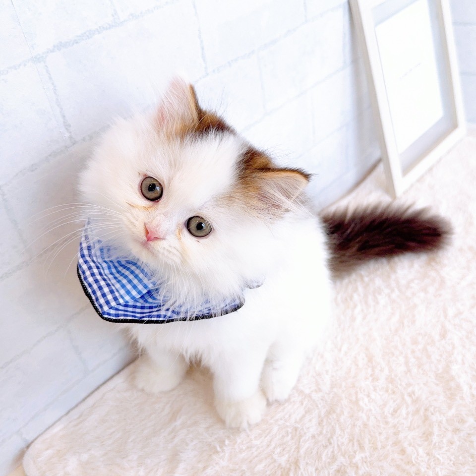 石川県のスコティッシュストレート (犬の家＆猫の里金沢店/2026年1月17日生まれ/男の子/ブラウンタビーホワイト)の子猫の1枚目の画像