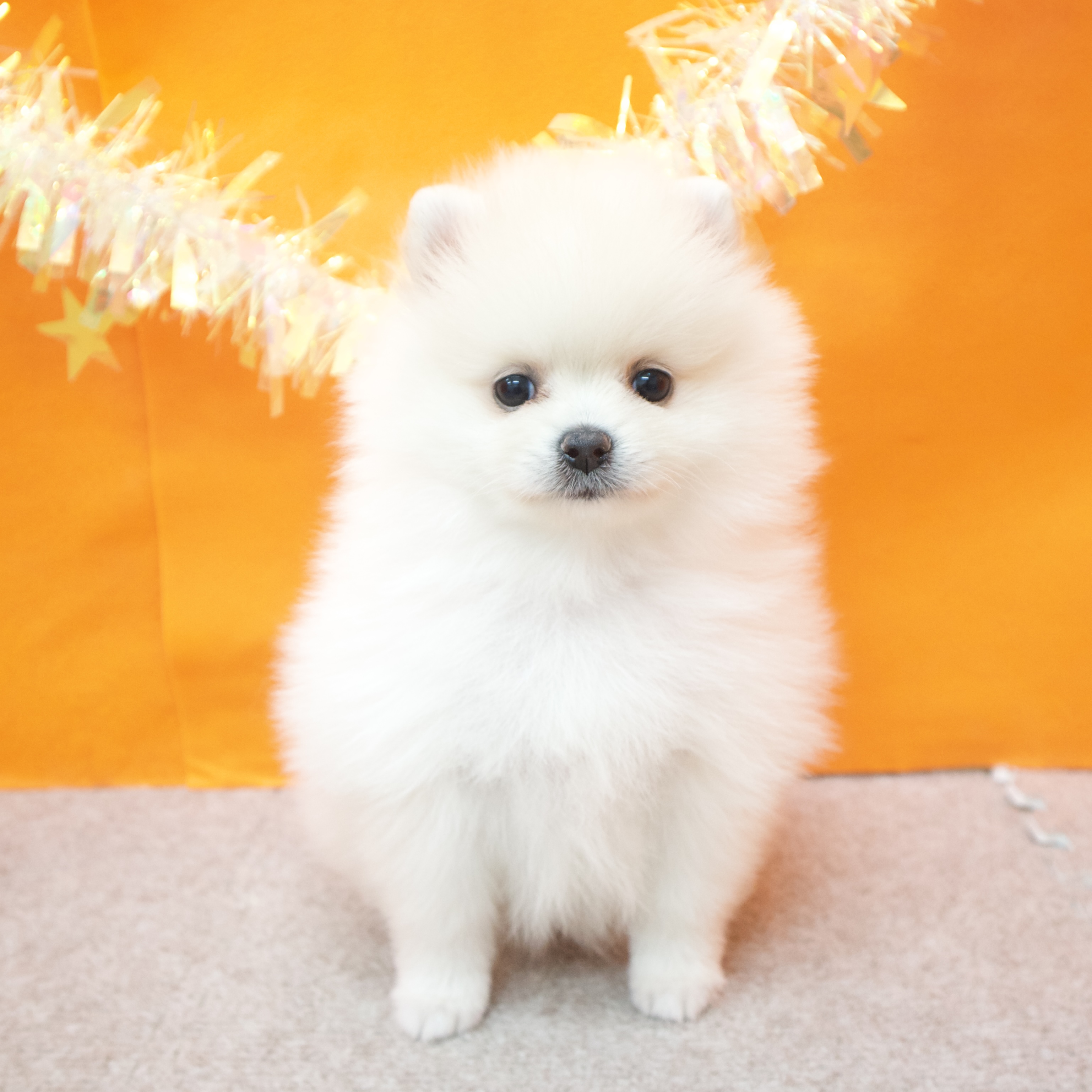 ポメラニアン女の子の写真