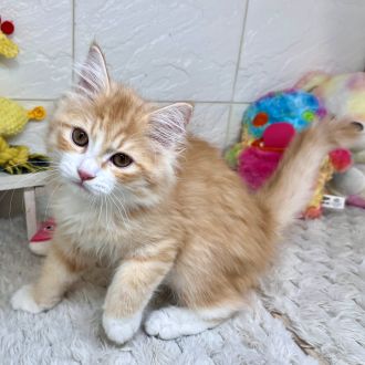 兵庫県のラガマフィン (犬の家＆猫の里ゆめタウン姫路店/2026年1月15日生まれ/男の子/レッドタビー)の子猫の2枚目の画像