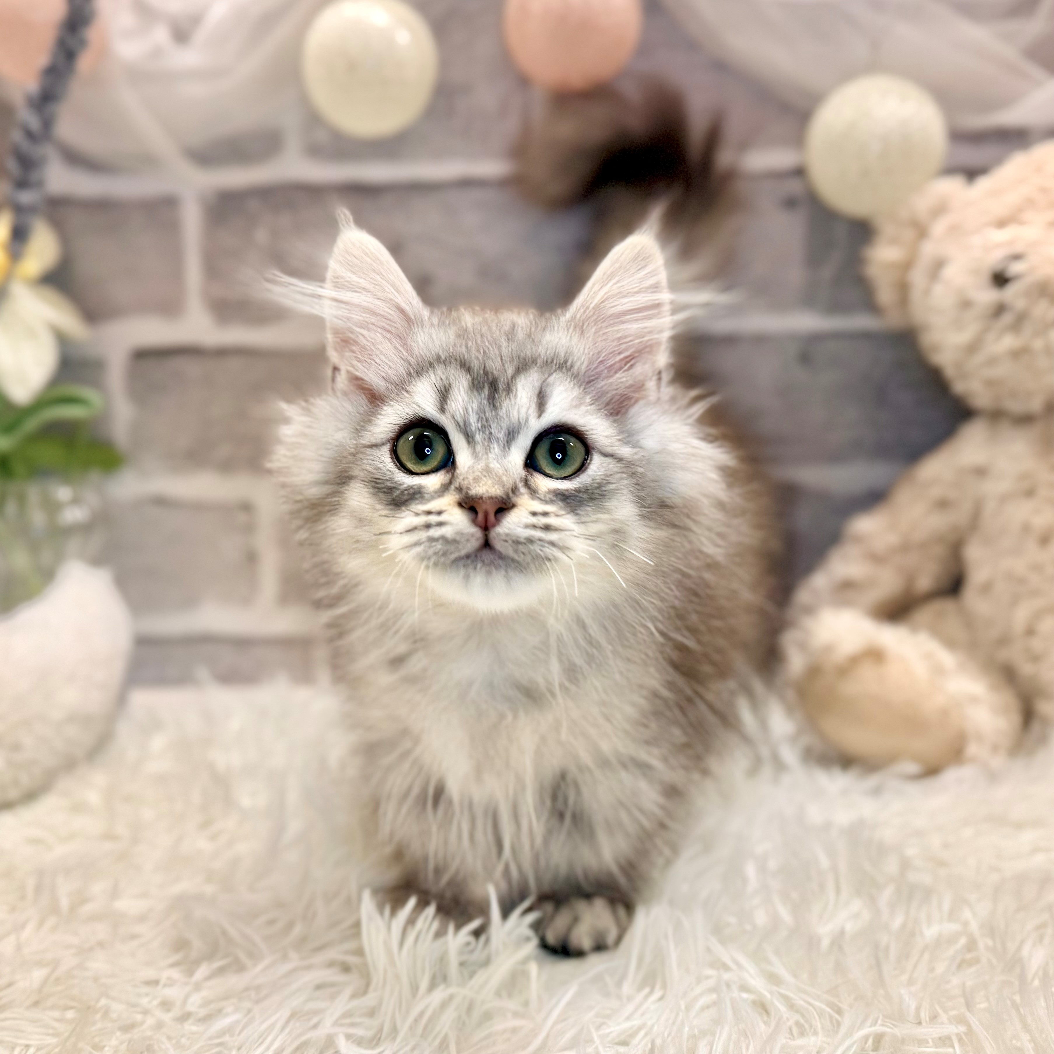 兵庫県のミヌエット (犬の家＆猫の里神戸店/2026年1月9日生まれ/男の子/シルバータビー)の子猫の2枚目の画像