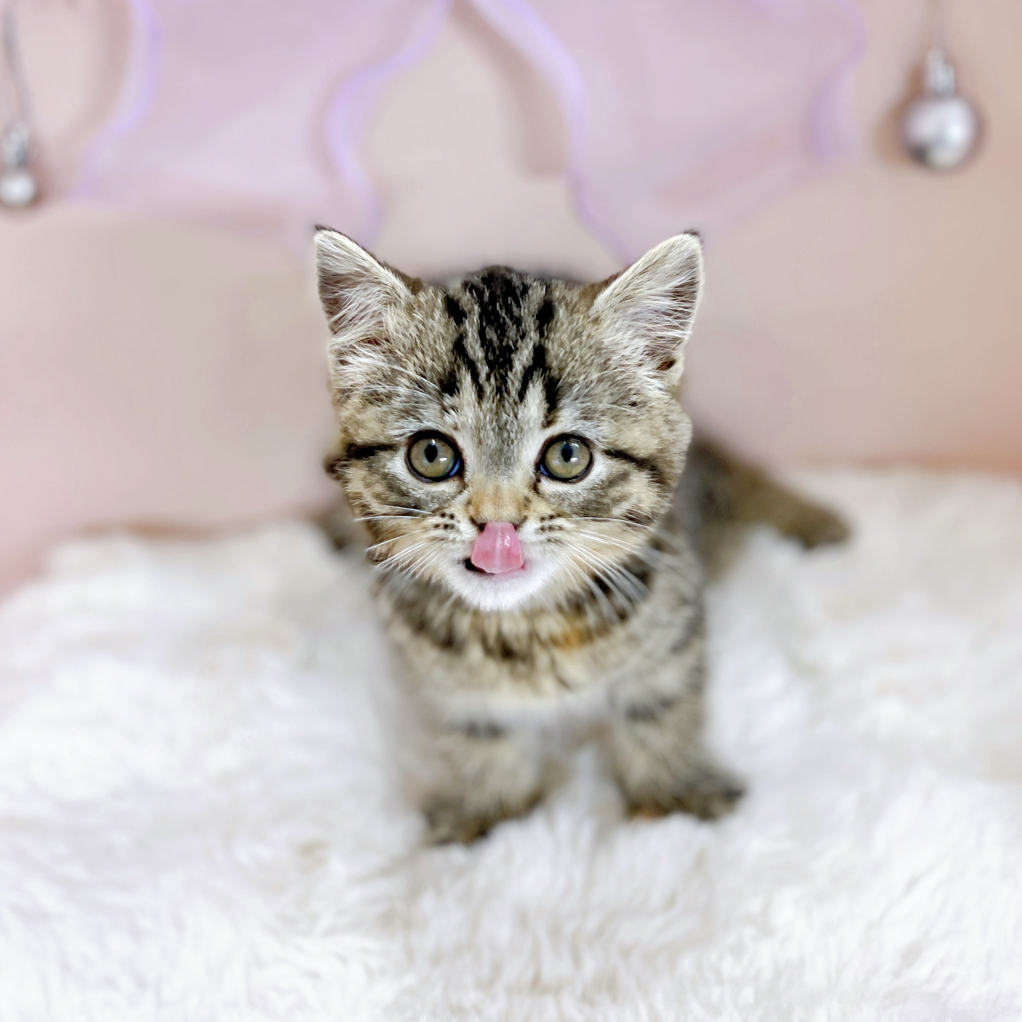 福井県のスコティッシュストレート (犬の家＆猫の里アミーゴ福井大和田店/2026年1月17日生まれ/女の子/ブラウンタビー)の子猫の2枚目の画像