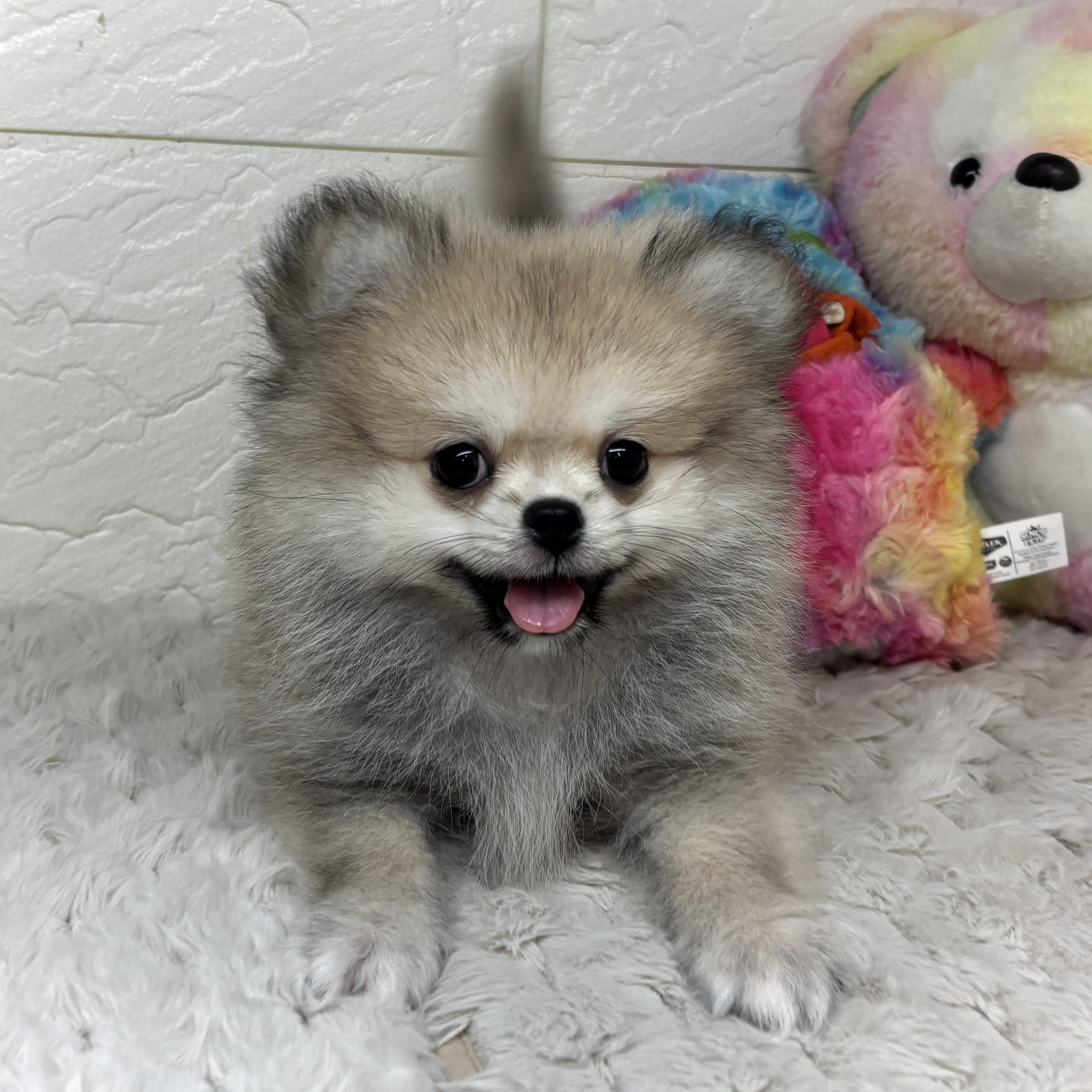 兵庫県のペキポメ/ポメペキ(ペキニーズ×ポメラニアン) (犬の家＆猫の里ゆめタウン姫路店/2026年1月18日生まれ/男の子/フォーン)の子犬の2枚目の画像