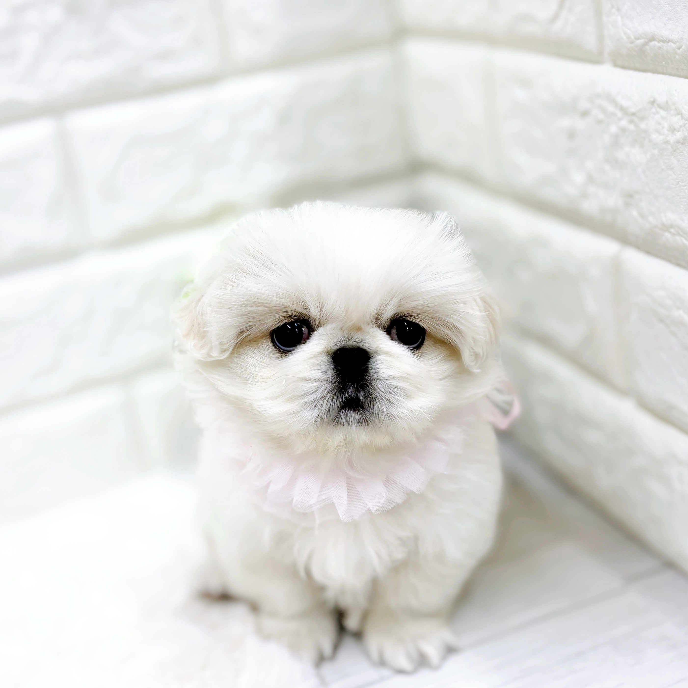 ペキニーズ女の子の写真