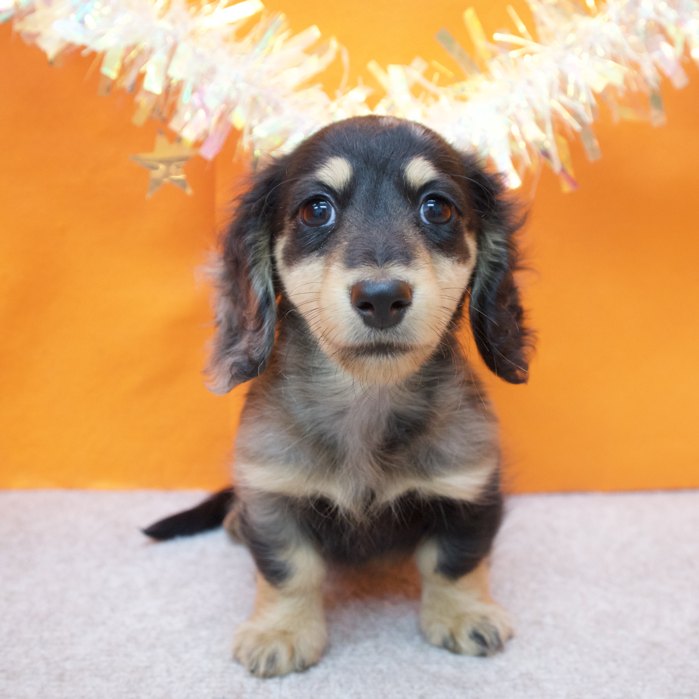 ミニチュアダックス男の子の写真