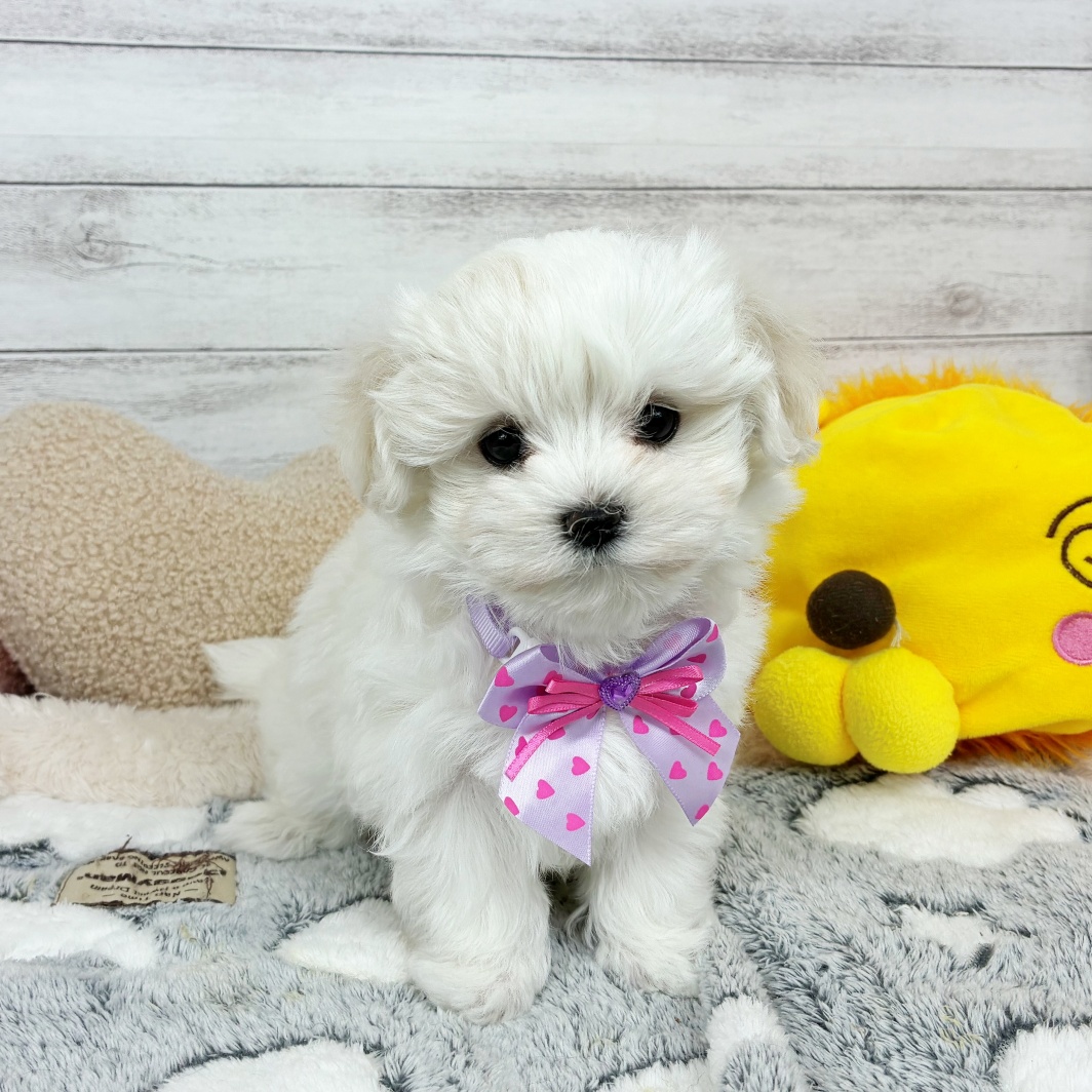 マルチーズ女の子の写真