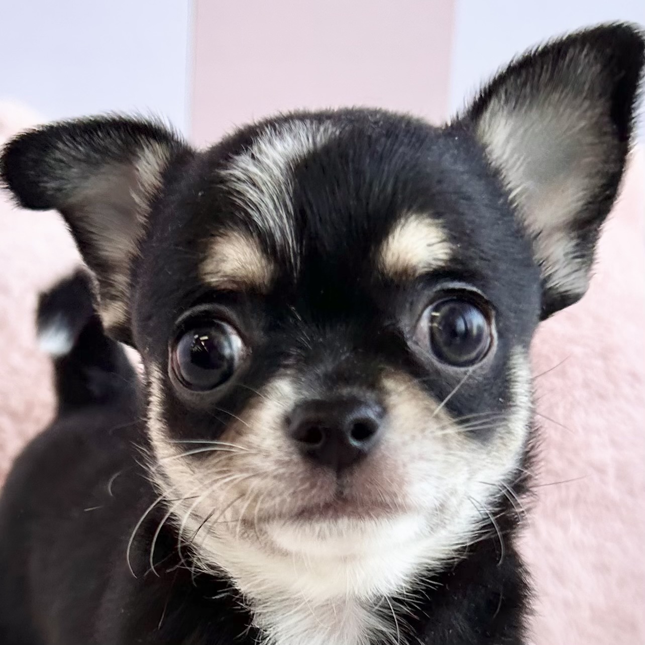 岡山県のチワワ(スムース) (犬の家＆猫の里倉敷中庄店/2026年1月18日生まれ/女の子/ブラッククリームホワイト)の子犬の1枚目の画像