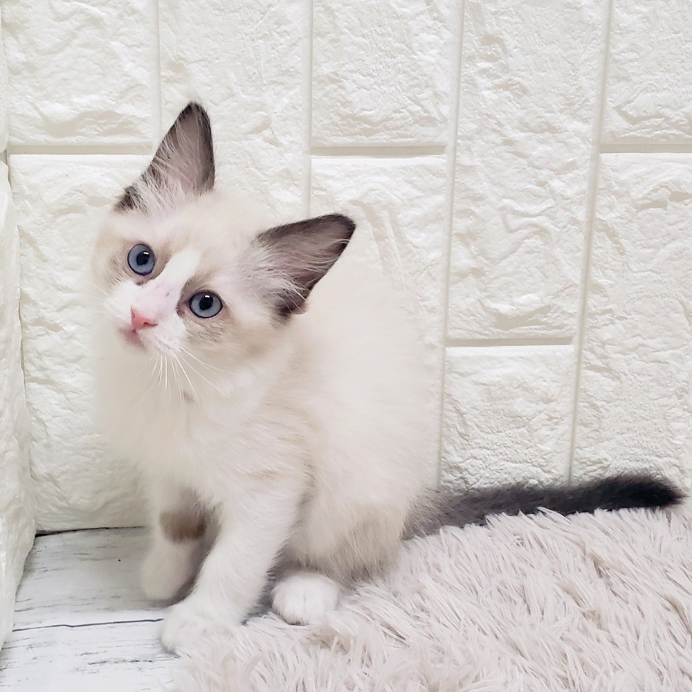 岡山県のラグドール (犬の家＆猫の里岡山店/2026年1月17日生まれ/女の子/シールポイントバイカラー)の子猫の2枚目の画像