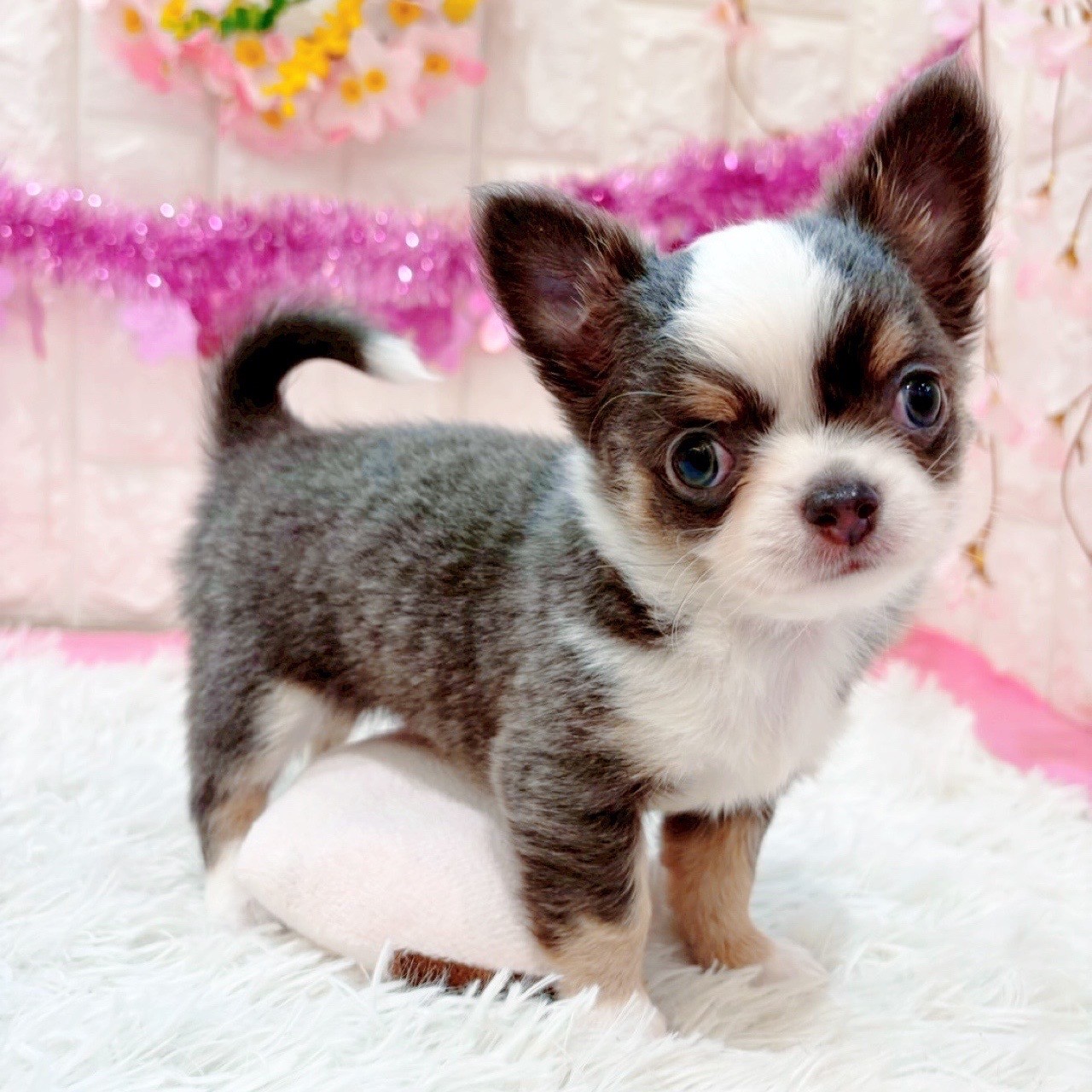 岡山県のチワワ(ロング) (犬の家＆猫の里倉敷店/2026年1月16日生まれ/男の子/ブルーホワイトタン)の子犬の1枚目の画像