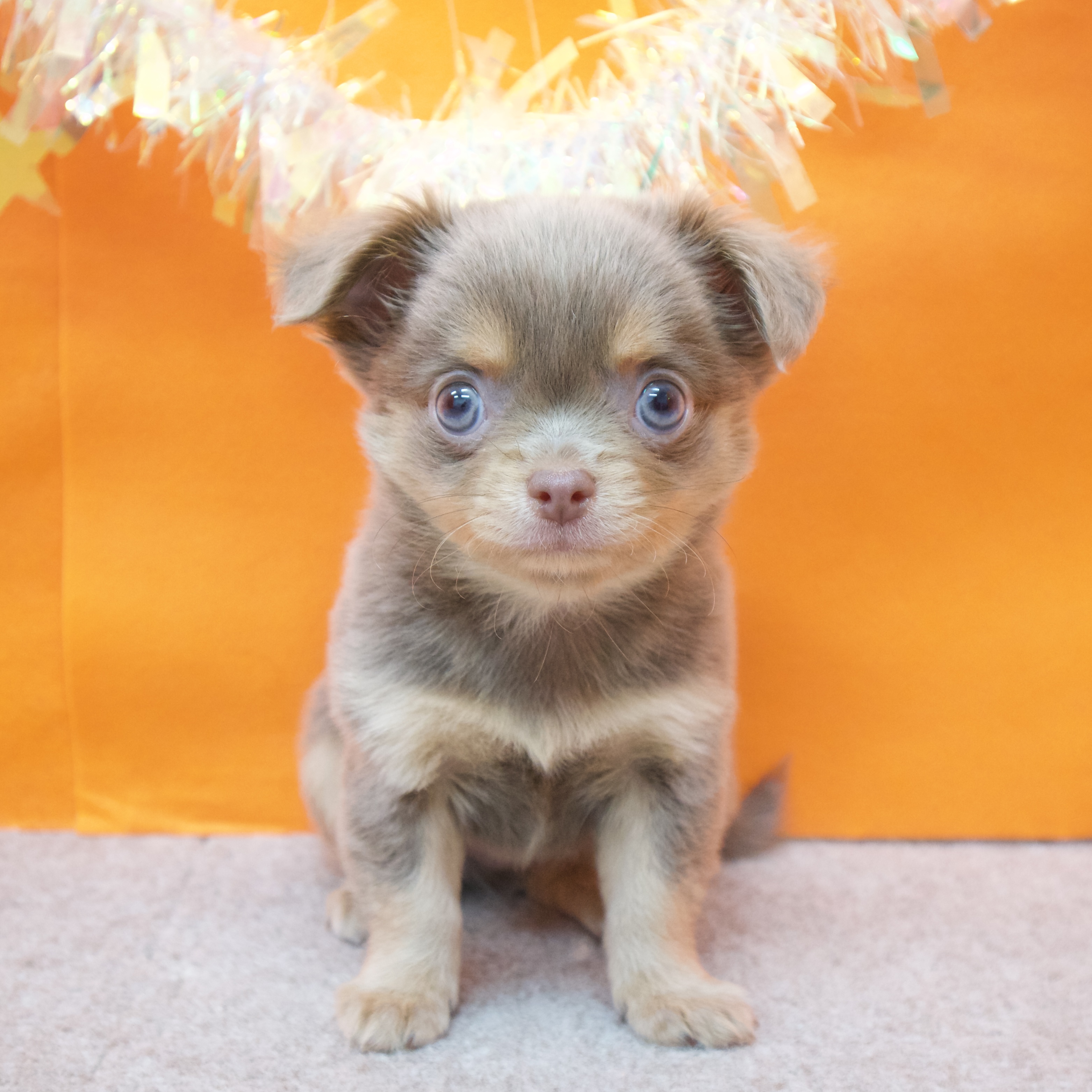 チワワ（ロング）男の子の写真