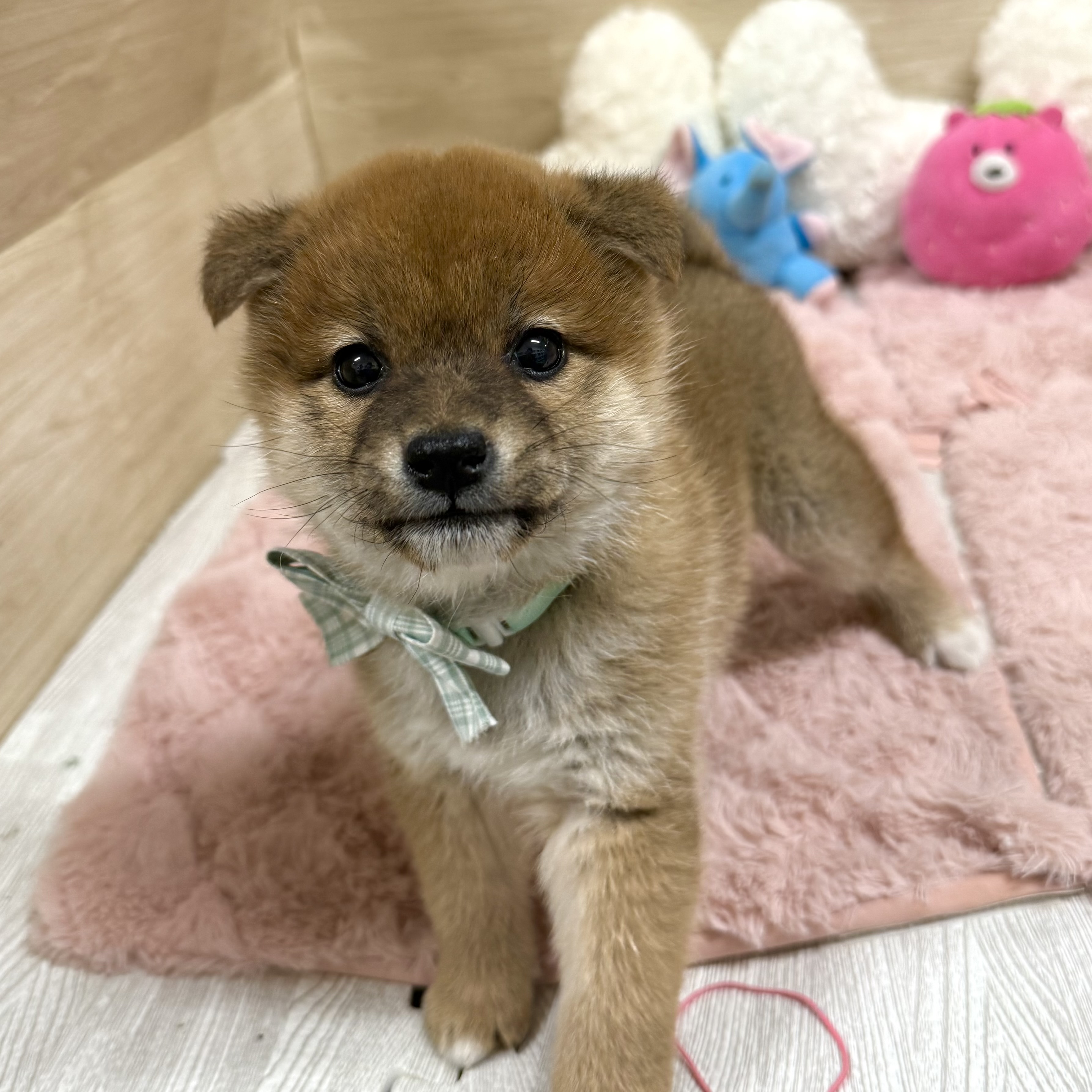 大阪府の柴犬(標準サイズ) (犬の家＆猫の里そよら東岸和田店/2026年1月16日生まれ/女の子/赤)の子犬の2枚目の画像