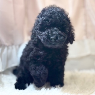 兵庫県のトイプードル(トイ) (犬の家＆猫の里カナート西神戸店/2026年1月17日生まれ/女の子/ブラック)の子犬の2枚目の画像