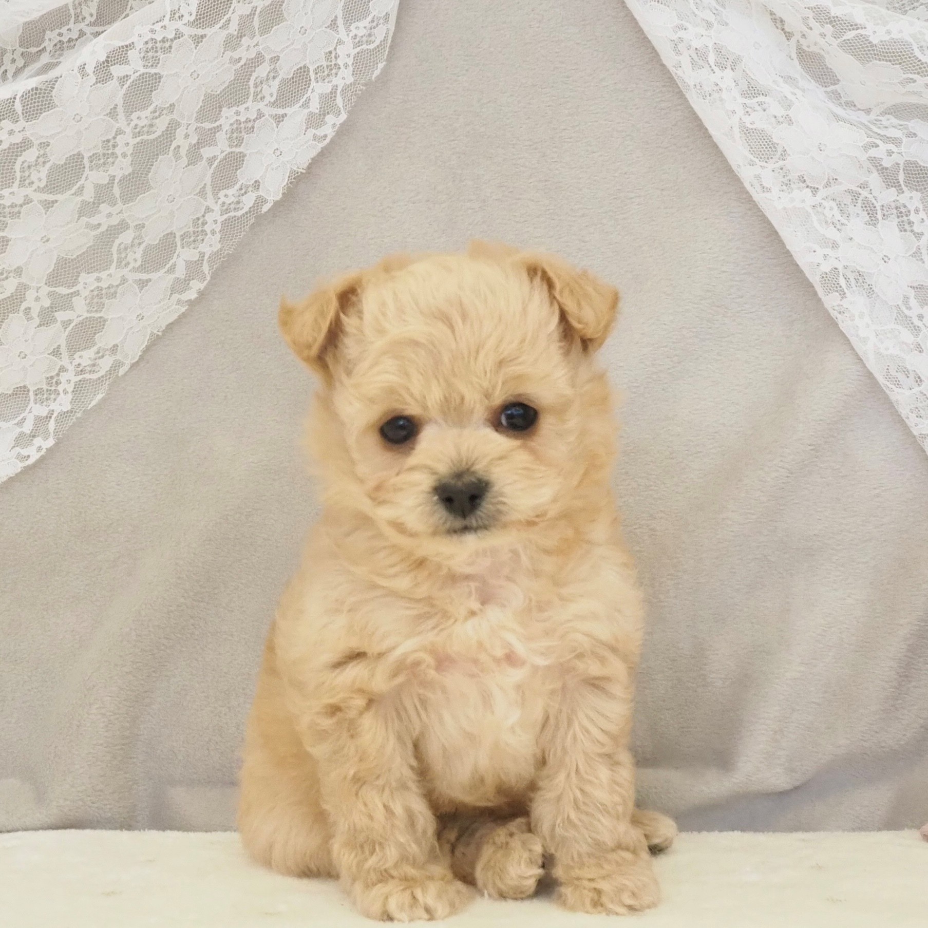 ハーフ犬男の子の写真