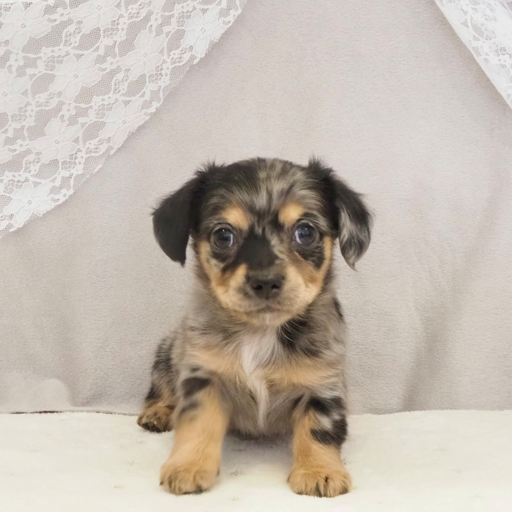 大阪府のチワックス(チワワ×ダックス) (犬の家＆猫の里もりのみやキューズモールBASE店/2026年1月16日生まれ/女の子/ブルーマール)の子犬の1枚目の画像