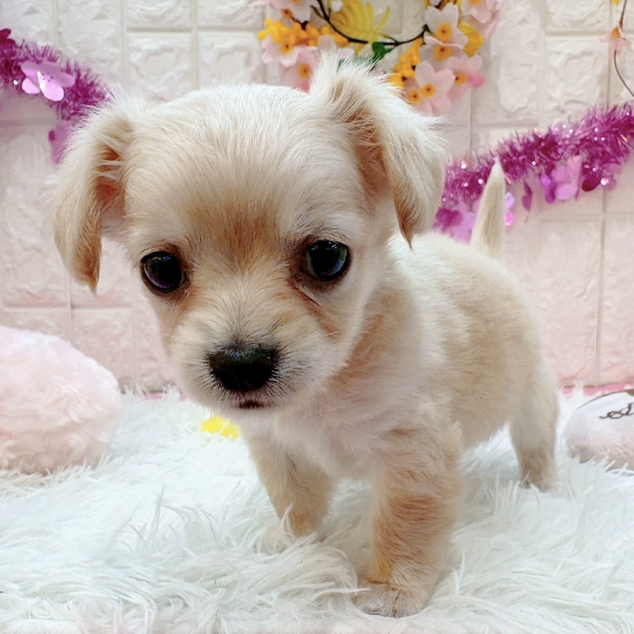 岡山県のチワックス(チワワ×ダックス) (犬の家＆猫の里倉敷店/2026年1月16日生まれ/女の子/クリーム)の子犬の1枚目の画像