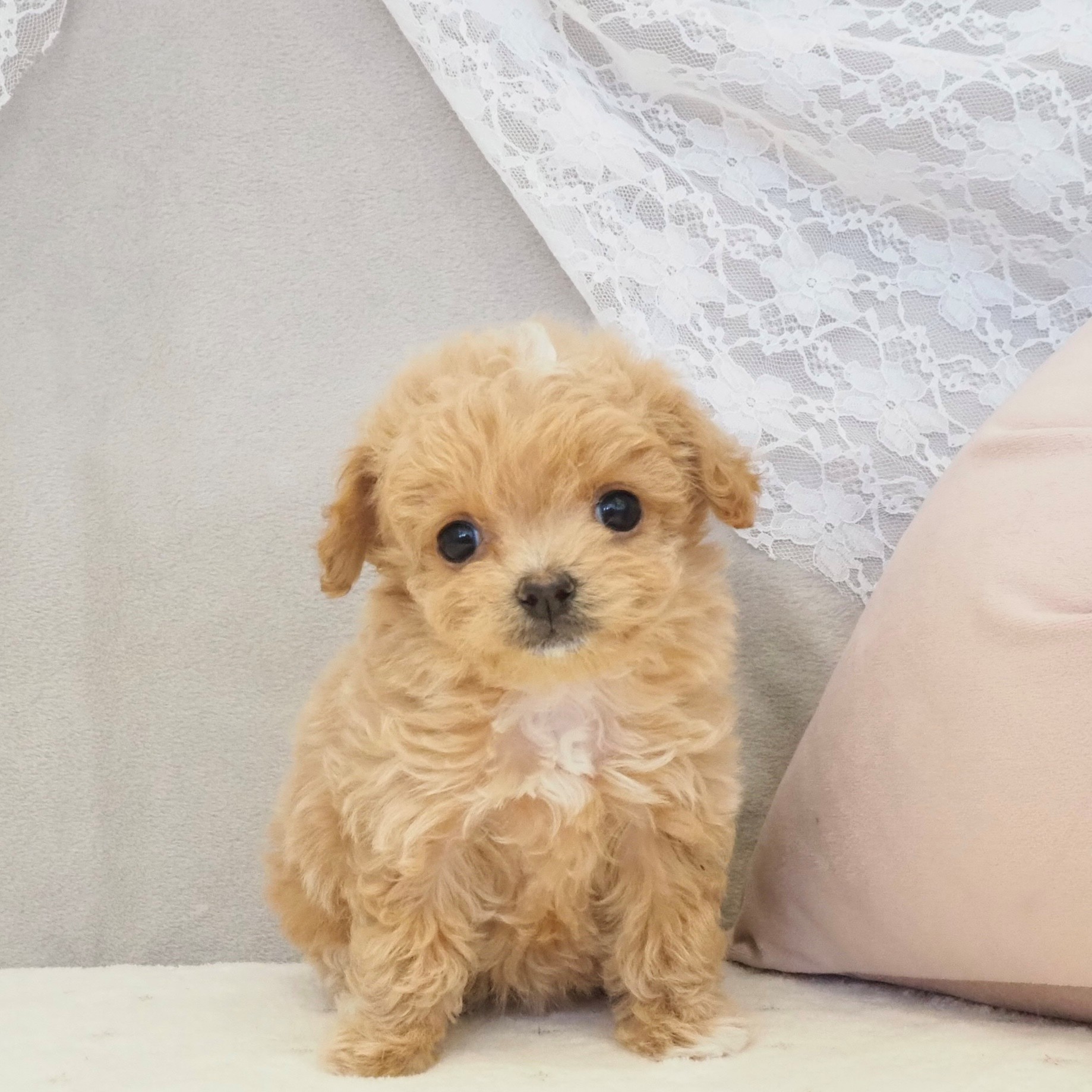 大阪府のチワプー/プーチー(チワワ×プードル) (犬の家＆猫の里もりのみやキューズモールBASE店/2026年1月18日生まれ/女の子/クリーム)の子犬の1枚目の画像