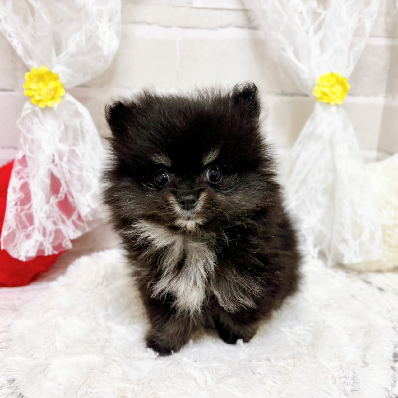 ポメラニアン女の子の写真