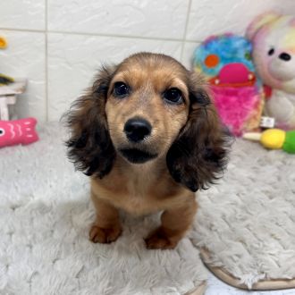 兵庫県のカニンヘンダックスフンド(ロング) (犬の家＆猫の里ゆめタウン姫路店/2026年1月18日生まれ/男の子/シェーデットレッド)の子犬の1枚目の画像