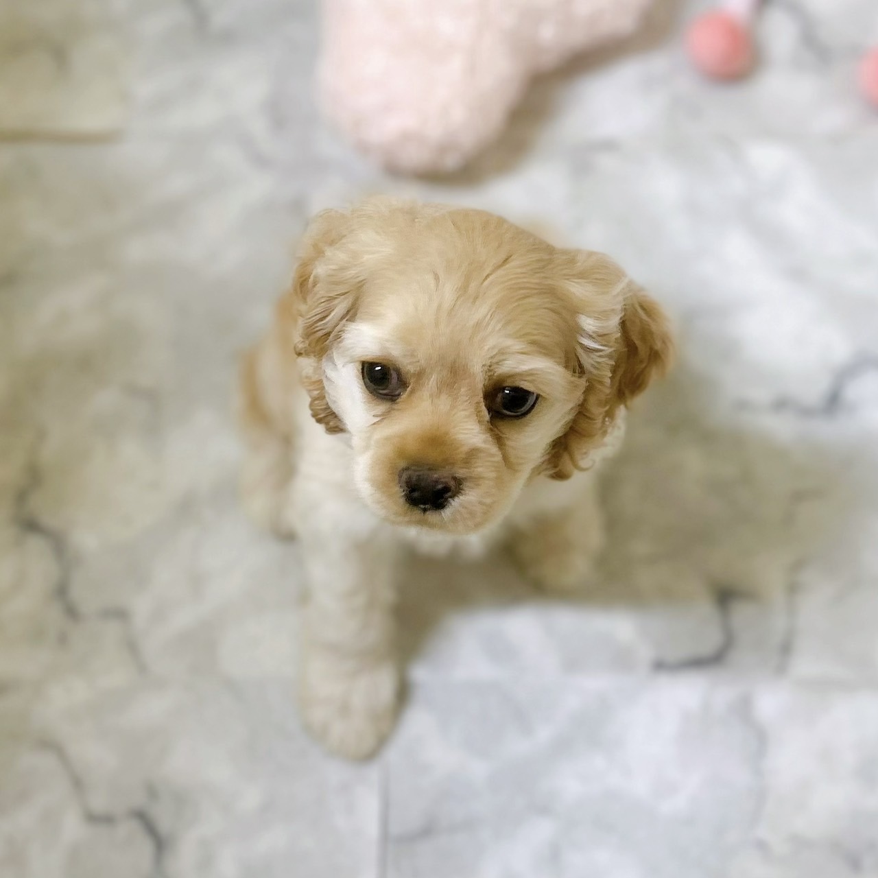 愛知県のアメリカンコッカースパニエル (犬の家＆猫の里岡崎店/2026年1月13日生まれ/女の子/バフ)の子犬の2枚目の画像