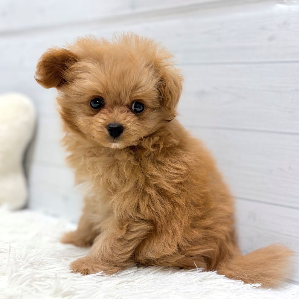 愛知県のポメプー(ポメラニアン×プードル) (犬の家＆猫の里豊田店/2026年1月17日生まれ/女の子/アプリコット)の子犬の2枚目の画像