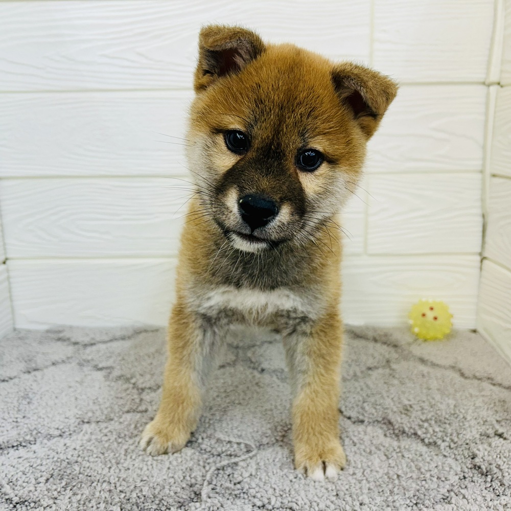 愛知県の柴犬(標準サイズ) (犬の家＆猫の里七宝店/2026年1月15日生まれ/男の子/赤)の子犬の2枚目の画像