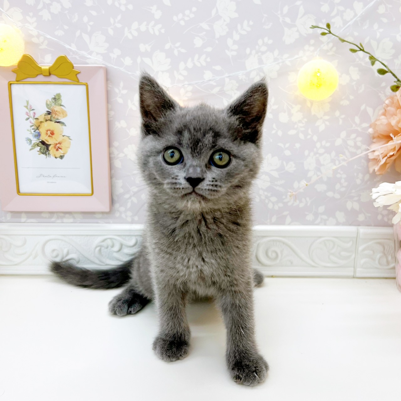 ブリティッシュショートヘア男の子の写真