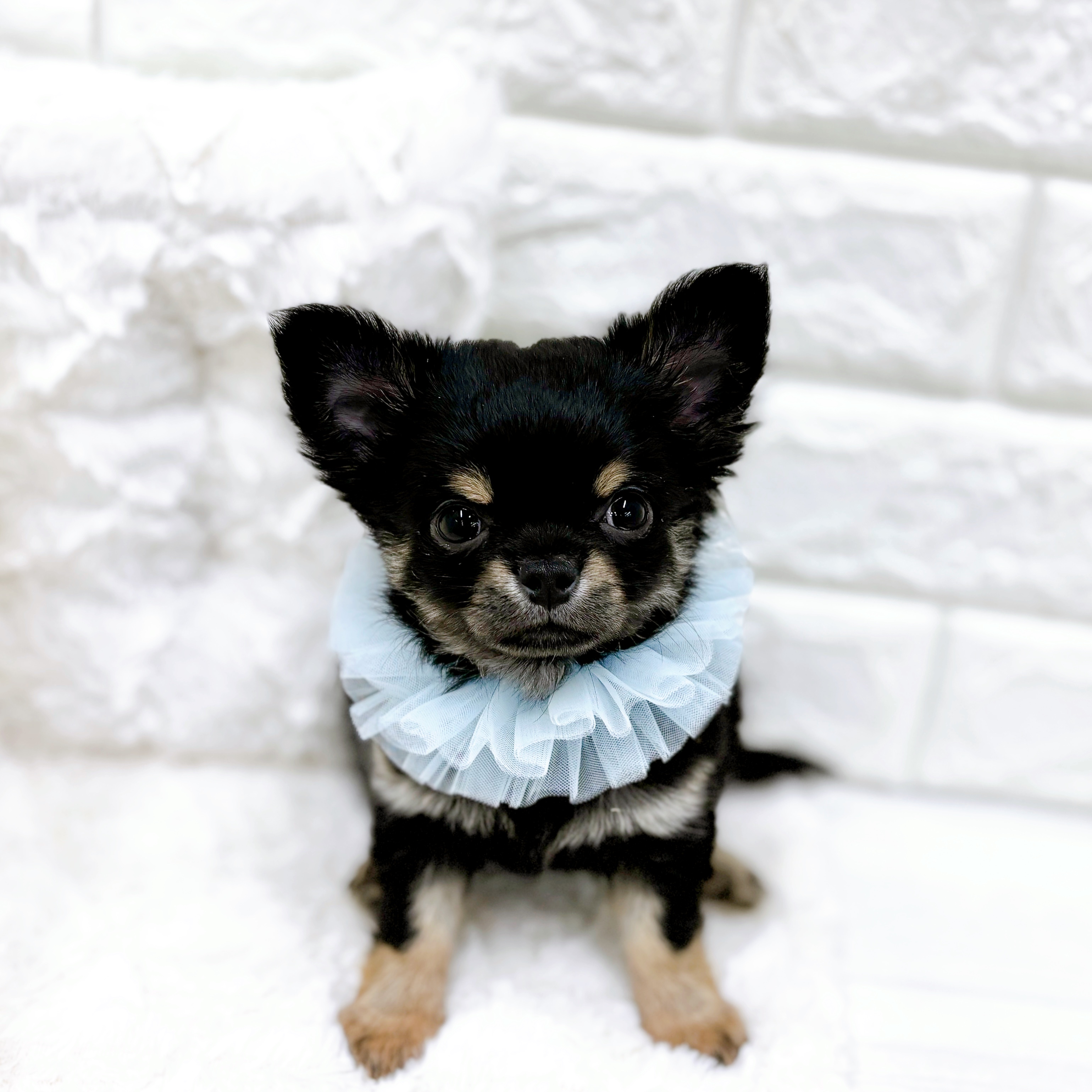 チワワ（ロング）男の子の写真