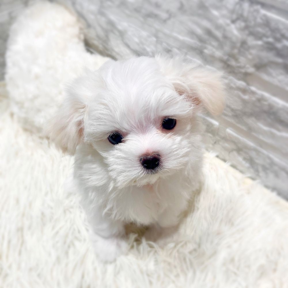 愛知県のマルチーズ (犬の家＆猫の里MiO香久山店/2026年1月13日生まれ/女の子/ホワイト)の子犬の2枚目の画像