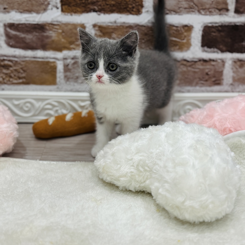 三重県のブリティッシュショートヘアー (犬の家＆猫の里三重桑名店/2026年1月17日生まれ/女の子/ブルーホワイト)の子猫の2枚目の画像