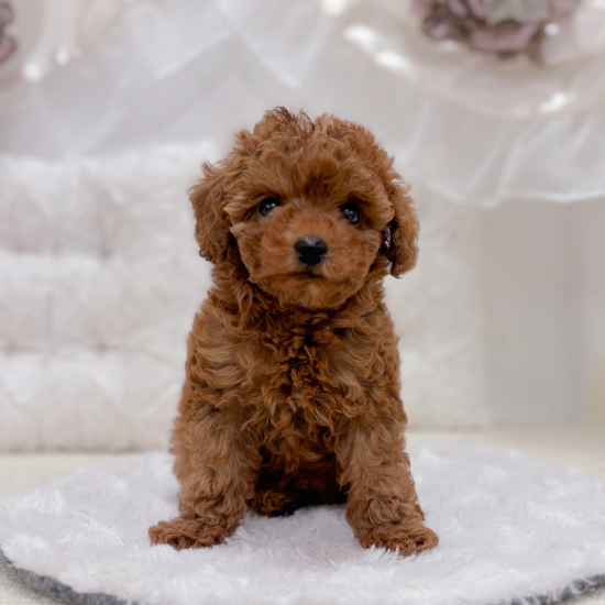 岐阜県のトイプードル(トイ) (犬の家＆猫の里カラフルタウン岐阜店/2026年1月17日生まれ/女の子/レッド)の子犬の2枚目の画像