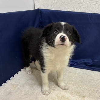 愛知県のボーダーコリー (犬の家＆猫の里一宮店/2026年1月16日生まれ/男の子/ブラックホワイト)の子犬の2枚目の画像