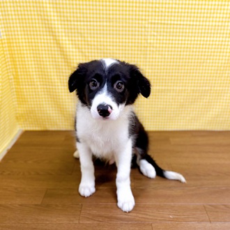 愛知県のボーダーコリー (犬の家＆猫の里一宮店/2026年1月16日生まれ/男の子/ブラックホワイト)の子犬の2枚目の画像