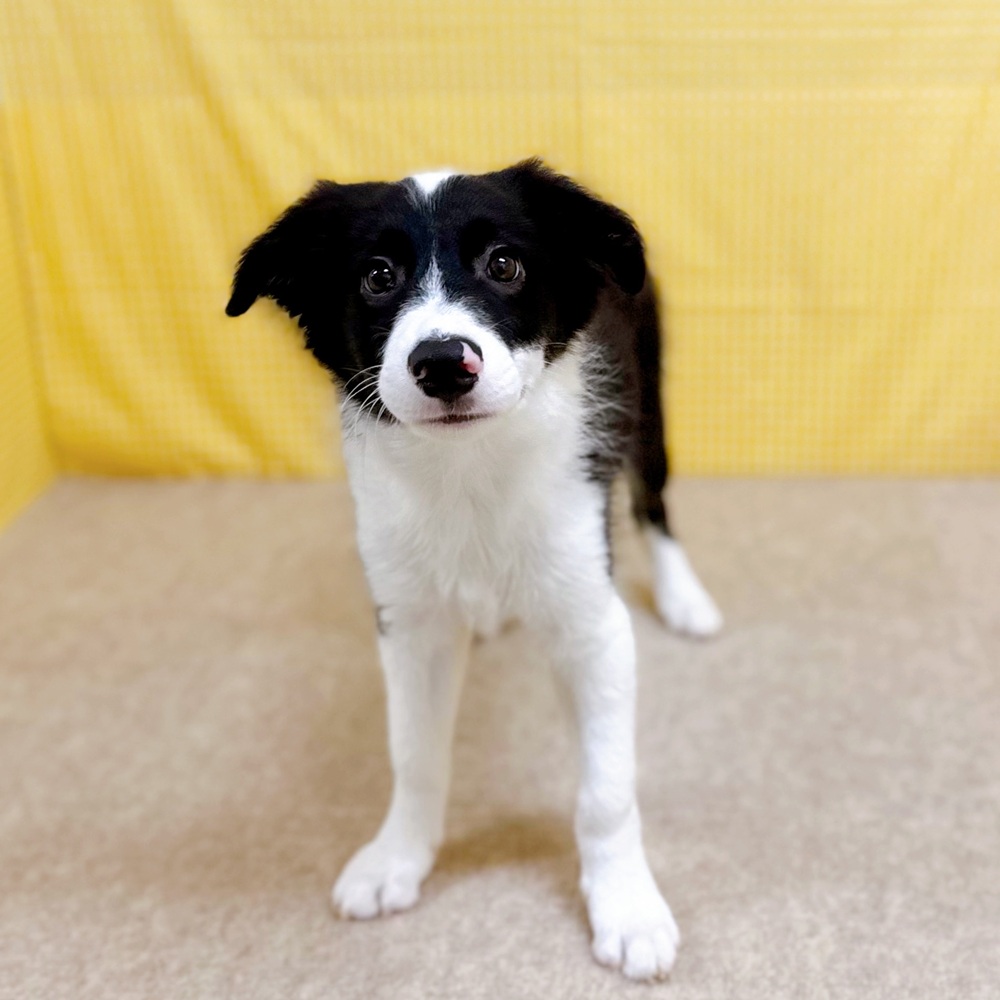 愛知県のボーダーコリー (犬の家＆猫の里一宮店/2026年1月16日生まれ/男の子/ブラックホワイト)の子犬の2枚目の画像