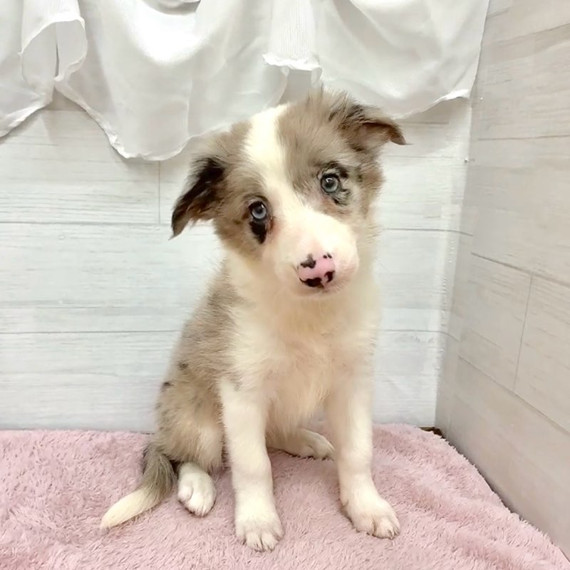 愛知県のボーダーコリー (犬の家＆猫の里碧南店/2026年1月16日生まれ/女の子/ブルーマール)の子犬の2枚目の画像