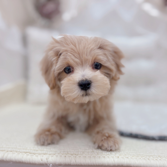 岐阜県のマルプー(マルチーズ×プードル) (犬の家＆猫の里カラフルタウン岐阜店/2026年1月16日生まれ/女の子/アプリコット)の子犬の2枚目の画像